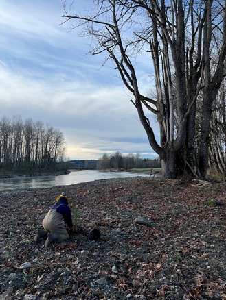 Snoqualmie River at Fall City Floodplain Restoration Project