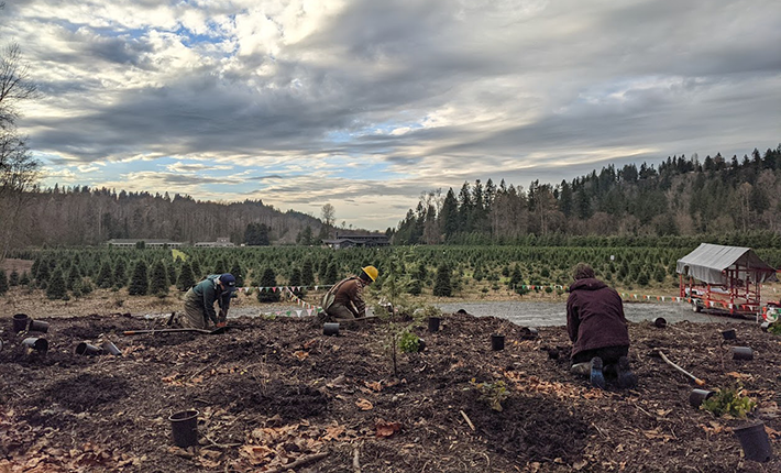 Planting at Lones Levee restoration project on the Green River