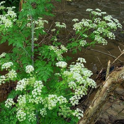 Poison hemlock