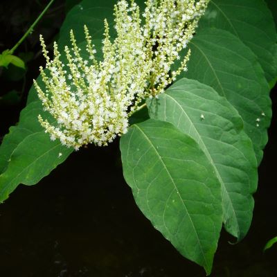 Invasive knotweed