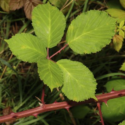 Himalayan blackberry
