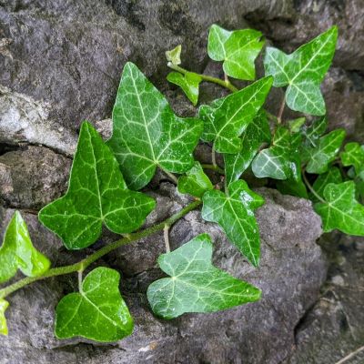 Common ivy