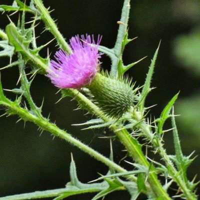 Bull thistle