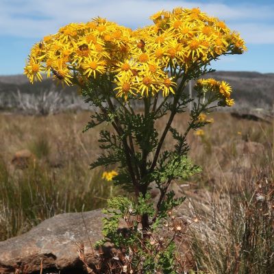 Tansy ragwort