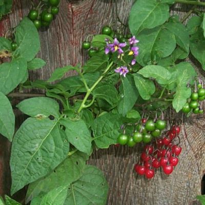 Bittersweet nightshade