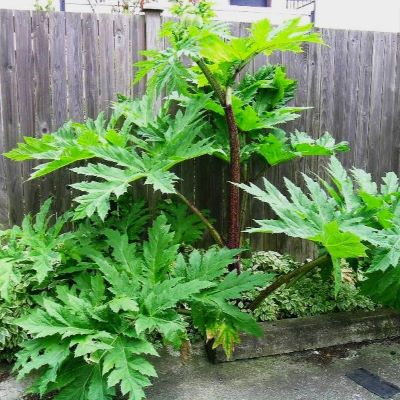 Giant hogweed