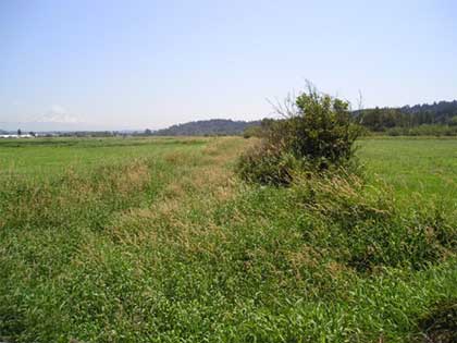 waterway before reed canarygrass removal