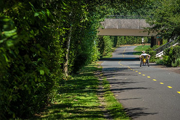 A wheelchair user rolls down a paved path thickly lined with foliage towards a bridge.