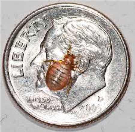 An average sized bed bug sitting on a coin for scale comparison