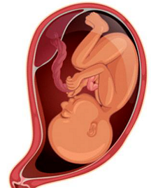 unborn baby in the womb