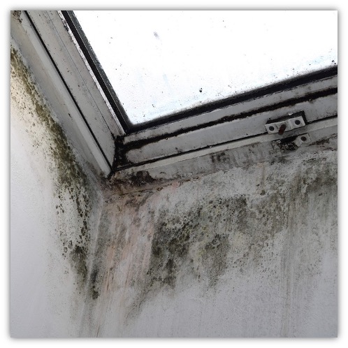 Mold growth on walls