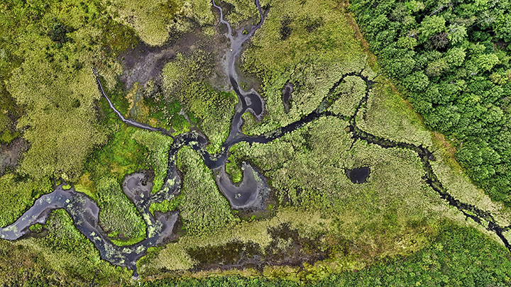 Aerial view of wetland