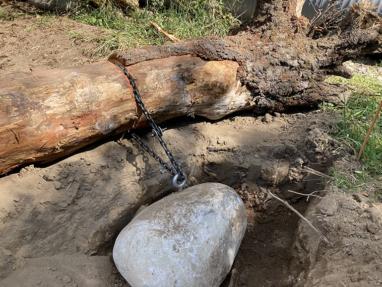 Anchoring large pieces of wood in the stream.