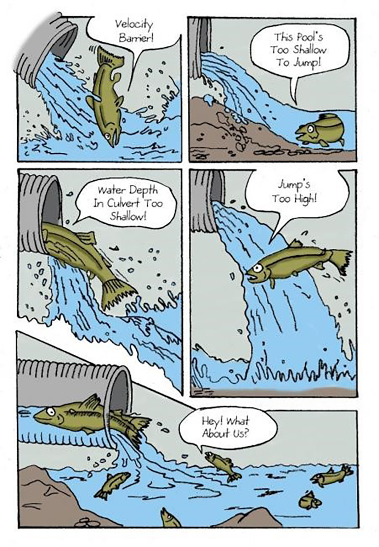 Graphic of salmon using barrier culvert vs box culvert