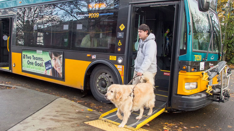 Service animals