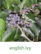 English ivy