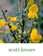 Scot's broom