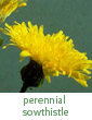 perennial sowthistle