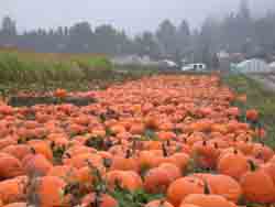 Pumpkin patch